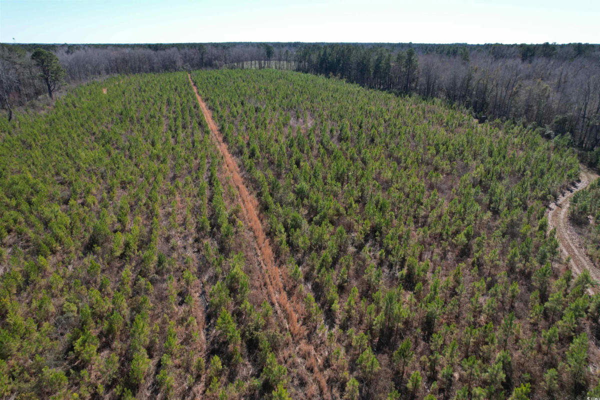 TBD HOLLIMAN RD., GREELEYVILLE, SC 29056, photo 1 of 9